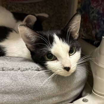 Rescue Domestic Medium Hair and Domestic Short Hair Cats for Adoption in Merriam, Kansas - Missy | PetCurious