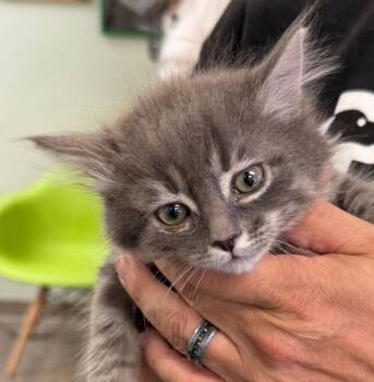 Jade -  Domestic Medium Hair Cat for Adoption in St. George, Utah - Jade | PetCurious