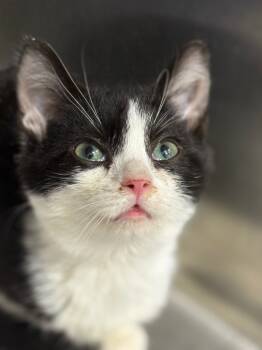 Rescue Domestic Short Hair Cats for Adoption in Danielsville, Georgia - October | PetCurious