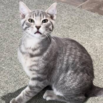 Raisin - Your New Best Friend -  Domestic Short Hair Cat for Adoption in Prescott, Arizona - Raisin - Your New Best Friend | PetCurious