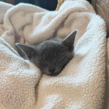 Morgan Wallen -  Domestic Short Hair Cat for Adoption in Nampa, Idaho - Morgan Wallen | PetCurious