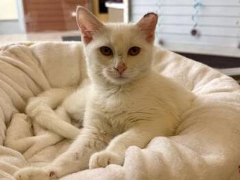 Neva -  Domestic Short Hair Cat for Adoption in Downers Grove, Illinois - Neva | PetCurious