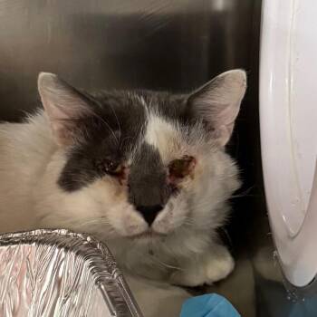 Chateau -  Domestic Medium Hair Cat for Adoption in Salt Lake City, Utah - Chateau | PetCurious