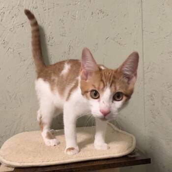 Sol 2 -  Domestic Short Hair Cat for Adoption in Cumming, Georgia - Sol 2 | PetCurious