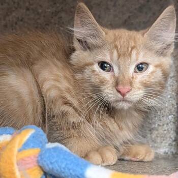 Oliver -  Domestic Long Hair Cat for Adoption in Reno, Nevada - Oliver | PetCurious