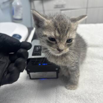 Jaffa Cake -  Domestic Short Hair Cat for Adoption in Riverside, California - Jaffa Cake | PetCurious