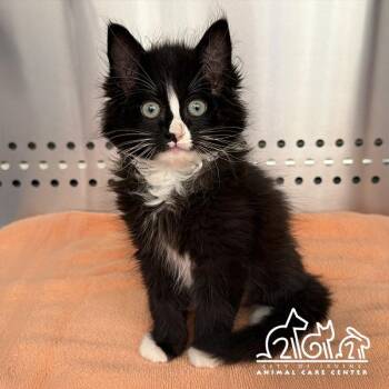 Domestic Long Hair Cats Available for Adoption in Irvine, California - CINDER | PetCurious