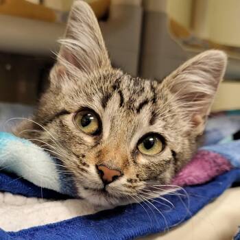 Prickly Pear -  Domestic Short Hair Cat for Adoption in Grayslake, Illinois - Prickly Pear | PetCurious