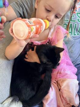 Lucy -  Domestic Short Hair Cat for Adoption in Shrewsbury, Massachusetts - Lucy | PetCurious