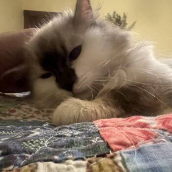 Lady -  Domestic Long Hair Cat for Adoption in Hartford, Kentucky - Lady | PetCurious
