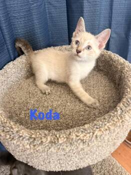 Koda -  Siamese and Domestic Short Hair Cat for Adoption in Ruskin, Florida - Koda | PetCurious