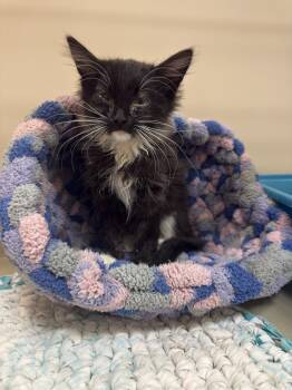 61897461 -  Domestic Medium Hair Cat for Adoption in Elko, Nevada - 61897461 | PetCurious