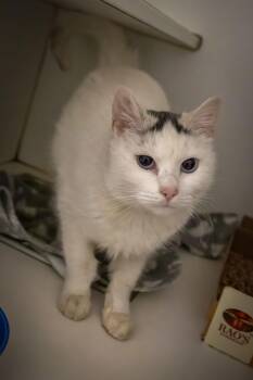 Domestic Short Hair and Tabby Cats Available for Adoption - Ice Princess (FCID# 02/02/2026 - 15 Trainer) | PetCurious