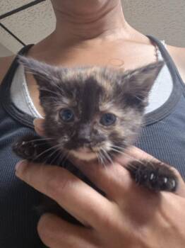 Daphne -  Domestic Short Hair Cat for Adoption in Cincinnati, Ohio - Daphne | PetCurious