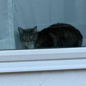 Meowise--In Foster -  Domestic Short Hair Cat for Adoption in Fargo, North Dakota - Meowise--In Foster | PetCurious