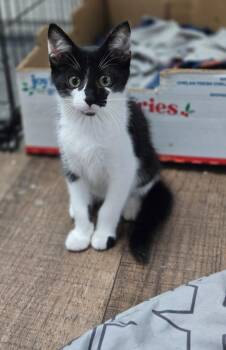 June Bug -  Domestic Medium Hair Cat for Adoption in Chatsworth, Georgia - June Bug | PetCurious