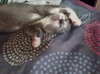 Bella -  Domestic Short Hair Cat for Adoption in Nashville, Georgia - Bella | PetCurious