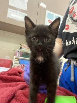 Jelly Bean -  Domestic Short Hair Cat for Adoption in Fishers, Indiana - Jelly Bean | PetCurious