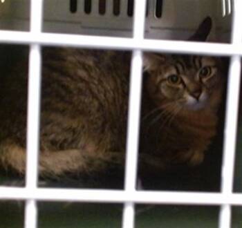 Domestic Short Hair Cats Available for Adoption in Oklahoma City, Oklahoma - A474958 | PetCurious