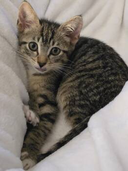 Monty -  Tabby Cat for Adoption in Orlando, Florida - Monty | PetCurious