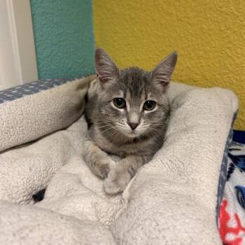 Mermie -  Domestic Short Hair Cat for Adoption in Fresno, California - Mermie | PetCurious