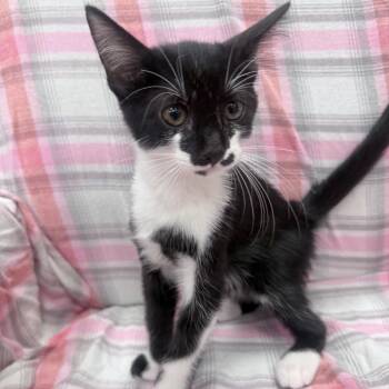 Nate -  Domestic Short Hair Cat for Adoption in Jupiter, Florida - Nate | PetCurious