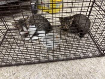 A044526 -  Domestic Short Hair Cat for Adoption in Texas City, Texas - A044526 | PetCurious