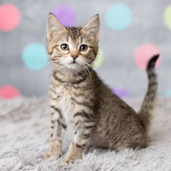 Rescue Domestic Short Hair Cats for Adoption in Saint Paul, Minnesota - Sweet Squeakers | PetCurious