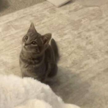 Mila -  Domestic Short Hair Cat for Adoption in Richmond, Virginia - Mila | PetCurious