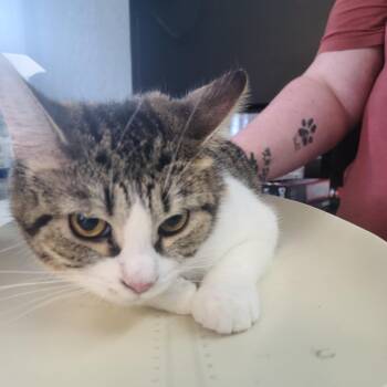 Desi -  Domestic Short Hair Cat for Adoption in Russellville, Kentucky - Desi | PetCurious