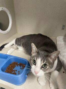 Ruckus -  Domestic Short Hair Cat for Adoption in Fort Collins, Colorado - Ruckus | PetCurious