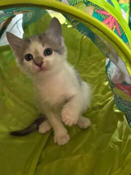 Fog -  Domestic Short Hair Cat for Adoption in Sunrise, Florida - Fog | PetCurious