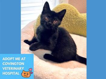 MARA -  Domestic Short Hair Cat for Adoption in Fort Wayne, Indiana - MARA | PetCurious
