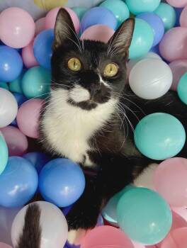 Rescue American Shorthair Cats for Adoption in Lakeland, Florida - Lurch | PetCurious