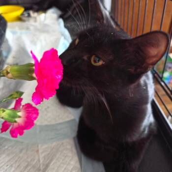 Jordan -  Domestic Short Hair Cat for Adoption in San Antonio, Texas - Jordan | PetCurious