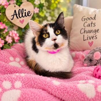 Allie -  Calico Cat for Adoption in Tavares, Florida - Allie | PetCurious