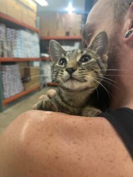 Rescue Domestic Short Hair Cats for Adoption in Deerfield, Michigan - Ketchup | PetCurious