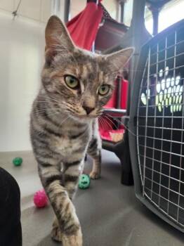 Andie -  Domestic Short Hair Cat for Adoption in Healdsburg, California - Andie | PetCurious