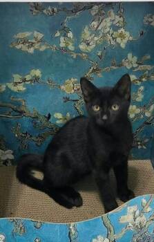 Rhapsody -  Domestic Short Hair Cat for Adoption in Overland Park, Kansas - Rhapsody | PetCurious