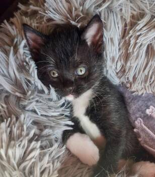 Rescue Domestic Short Hair Cats for Adoption in Port Washington, Wisconsin - Talen | PetCurious