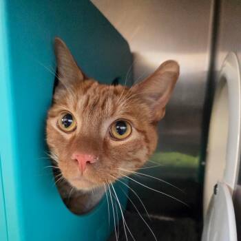 Domestic Short Hair Cats Available for Adoption - Carrot | PetCurious