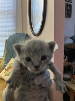 Rescue Domestic Medium Hair Cats for Adoption in Dallas, Texas - GRETA | PetCurious