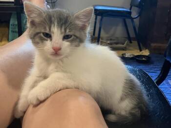 Rolo -  Domestic Short Hair Cat for Adoption - Rolo | PetCurious