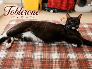 Toblerone — Your Favorite Chocolate Break -  Tuxedo Cat for Adoption in Laurel, Maryland - Toblerone — Your Favorite Chocolate Break | PetCurious