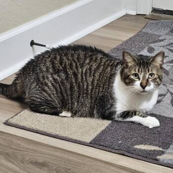 Domestic Short Hair Cats Available for Adoption - Loki | PetCurious