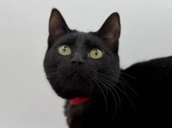 Domestic Short Hair Cats Available for Adoption in Portland, Oregon - Cinder | PetCurious