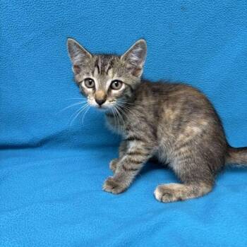 Anna -  Domestic Short Hair Cat for Adoption in Valdosta, Georgia - Anna | PetCurious
