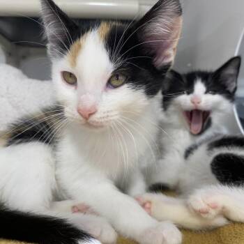 Winx -  Domestic Short Hair Cat for Adoption in Puslinch, Ontario - Winx | PetCurious