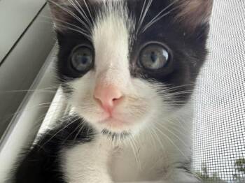 Pepper Anne -  Domestic Short Hair Cat for Adoption in Mayfield, New York - Pepper Anne | PetCurious