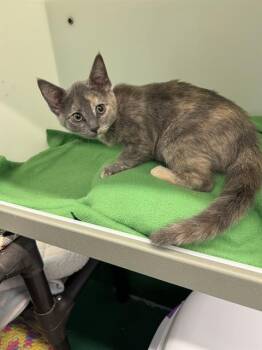 MS SLATE -  Domestic Short Hair Cat Available for Adoption in Peoria, Illinois - MS SLATE | PetCurious